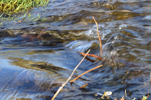 corso d'acqua con sassi e arbusti