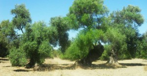 piante di ulivo