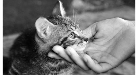 mano che accarezza un gattino