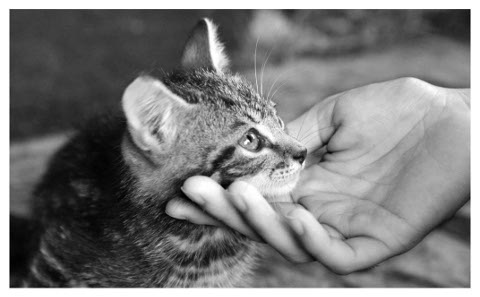 mano che accarezza un gattino