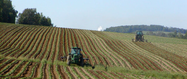 Tractors in Potato Field