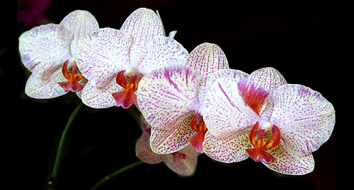orchidee