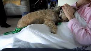pet therapy