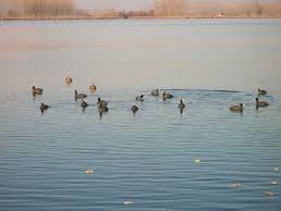 folaghe nel Lago di Candia