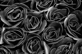 rose nere