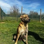 Borgo San Lorenzo (FI): salvati 6 cani da una situazione difficile, ora sono adottabili